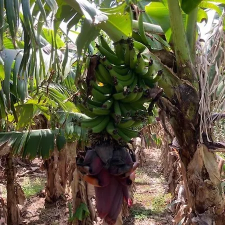 فيلة Perola Do Pico