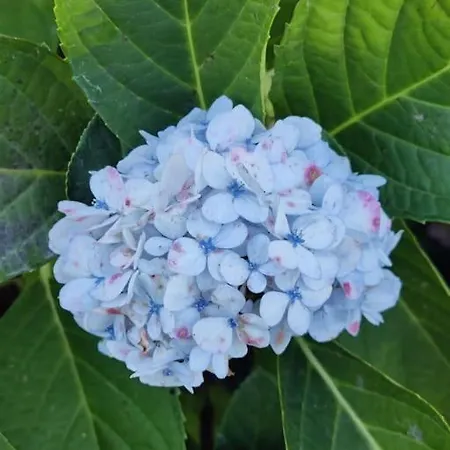 فيلة Perola Do Pico مادالينا