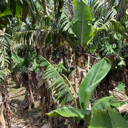 فيلة Perola Do Pico