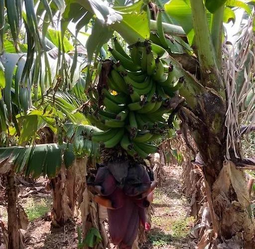 Villa Pérola Do Pico