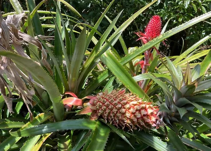 Villa Pérola Do Pico Madalena (Azores)