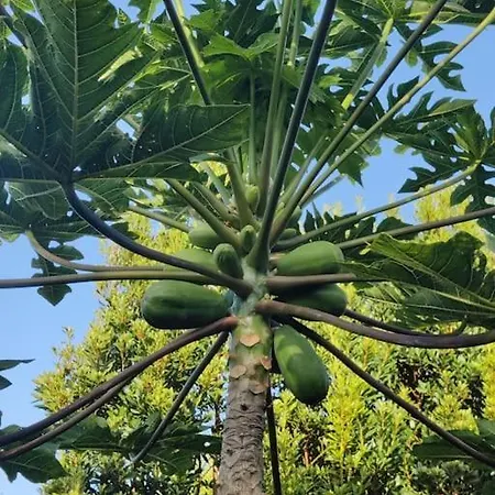 Perola Do Pico *