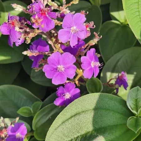 Perola Do Pico 빌라 마달레나