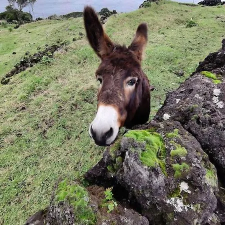 Villa Perola Do Pico Madalena (Azores)