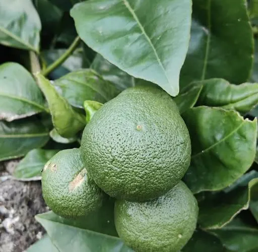 Perola Do Pico Villa *